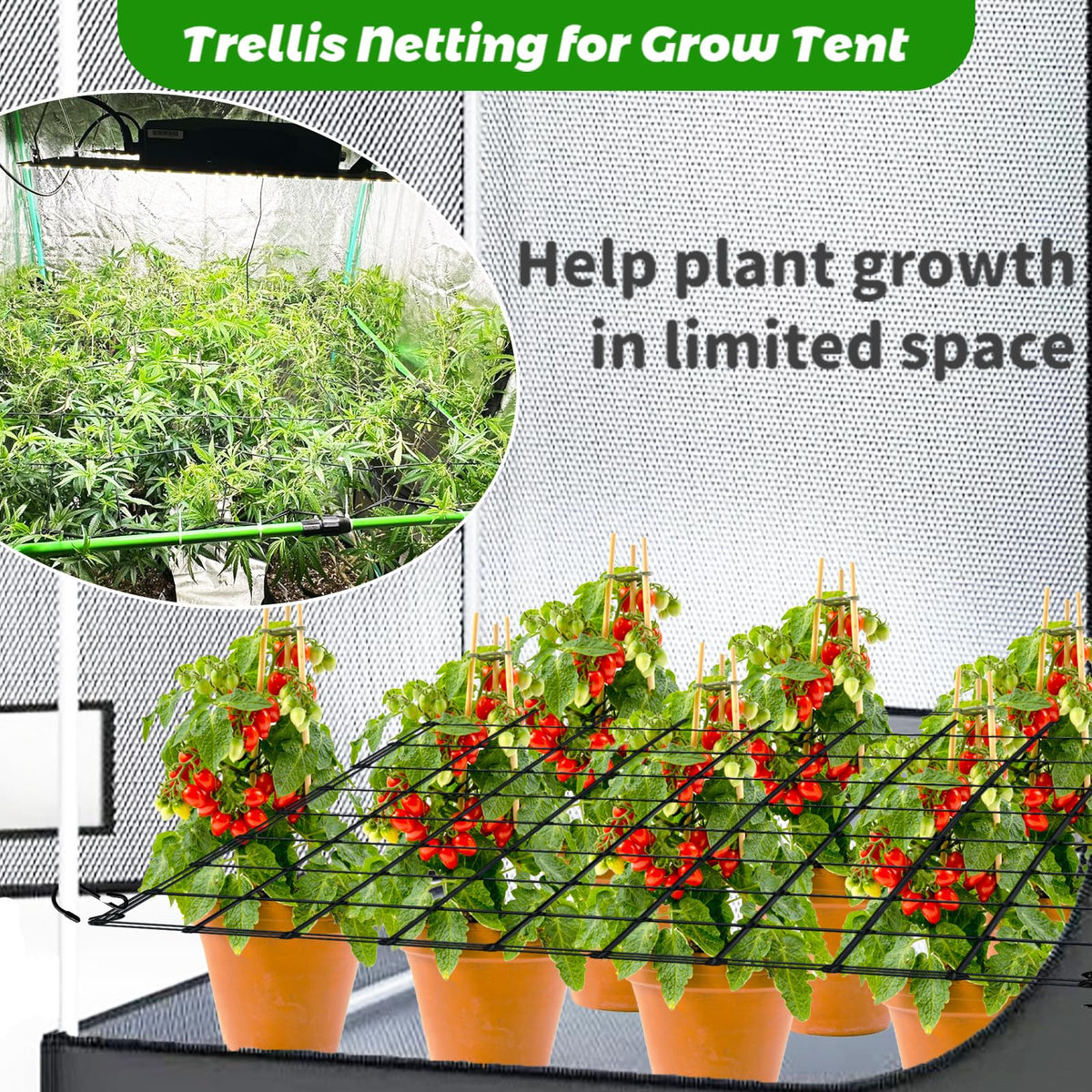Paradi Star foldable trellis net adapts to compact grow spaces for efficient training.
