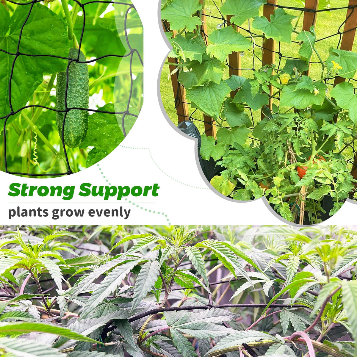 Paradi Star grow tent accessory trellis helps organize vertical cultivation indoors.