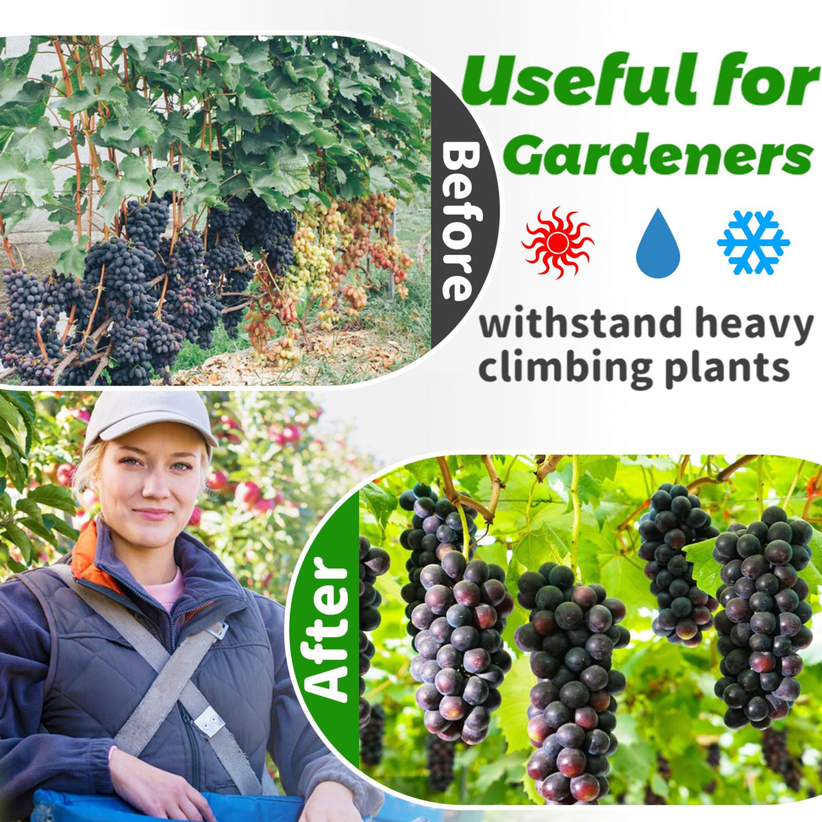 Paradi Star heavy-duty garden trellis aids outdoor vines, fruits, and flowers.