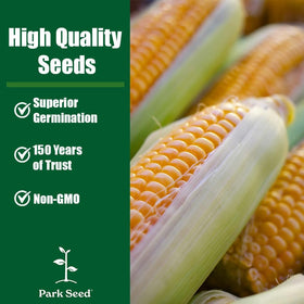 Ambrosia corn matures in about 75 days for quick harvests