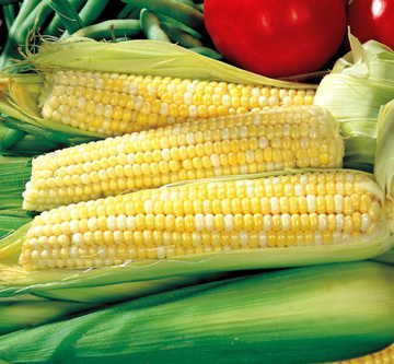 Park Seed Ambrosia corn ears with checkerboard kernels for fresh eating