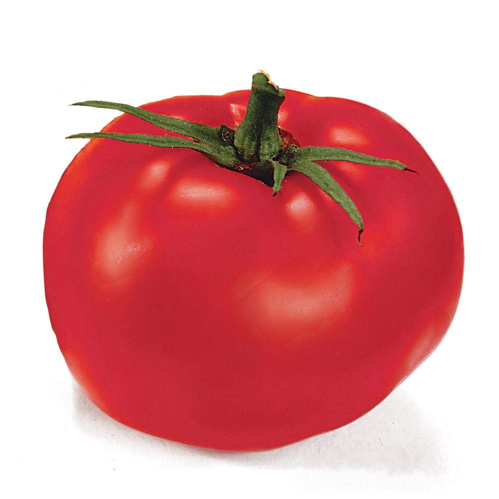 Park Seed Better Boy tomato fruit harvest shows high-yield potential for busy gardens.