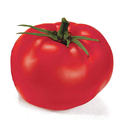Park Seed Better Boy tomato fruit harvest shows high-yield potential for busy gardens.