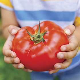 Park Seed Big Beef tomato fruit close-up showing rich red color and juicy texture.