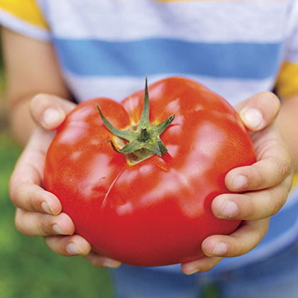 Park Seed Big Beef tomato fruit close-up showing rich red color and juicy texture.