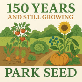 Park Seed Big Beef tomato garden layout showing row planting.