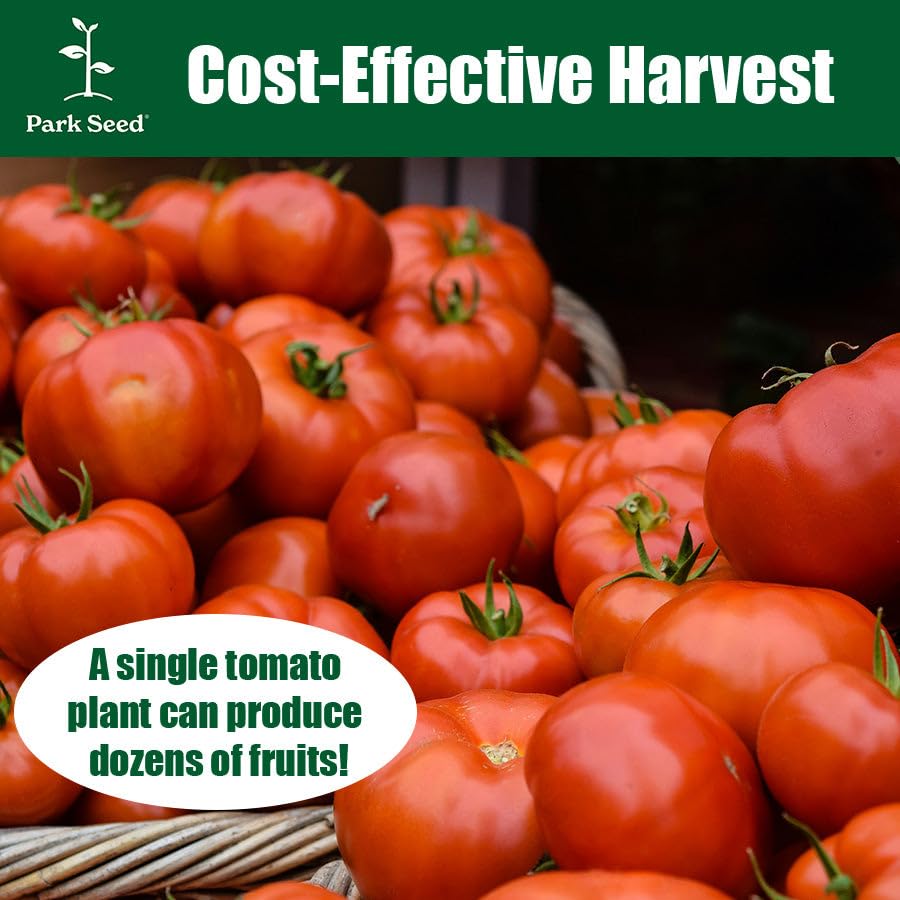 Park Seed Big Beef tomato harvest early promise with large, round fruit.