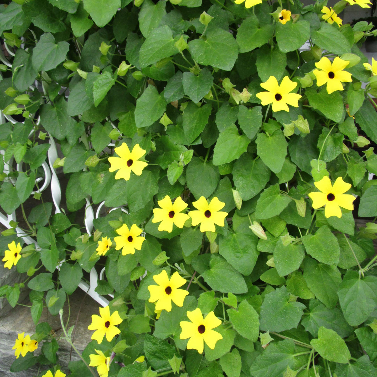 Park Seed Black-Eyed Susan Vine on an arbor adds vertical interest.