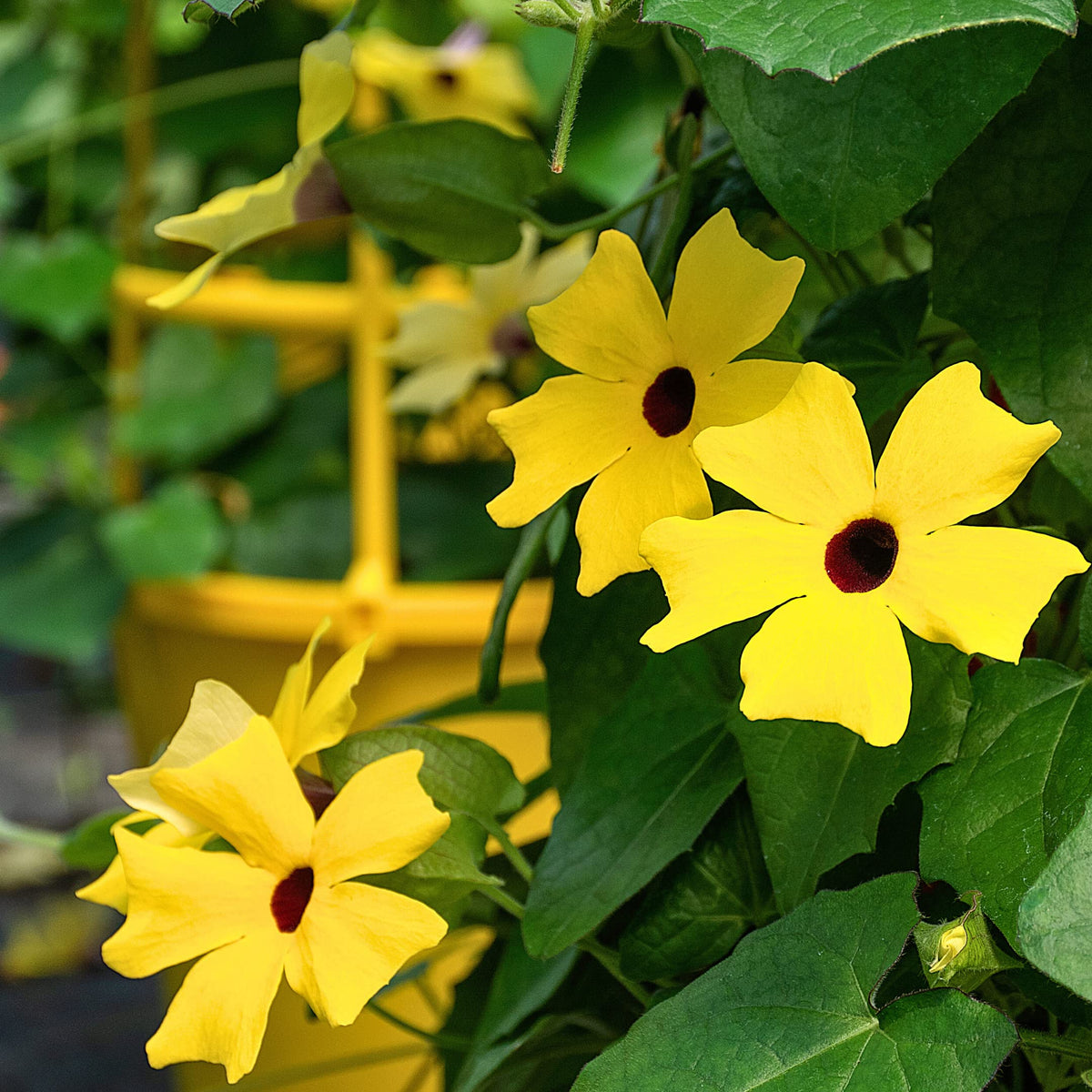 Park Seed Black-Eyed Susan Vine bloom close-up in yellow-orange.