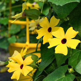 Park Seed Black-Eyed Susan Vine bloom close-up in yellow-orange.