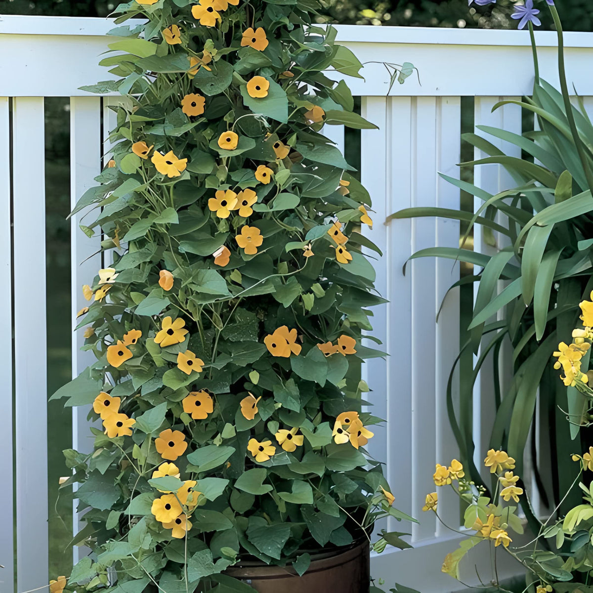 Park Seed Black-Eyed Susan Vine climbs a fence with bright blooms.