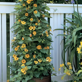 Park Seed Black-Eyed Susan Vine climbs a fence with bright blooms.
