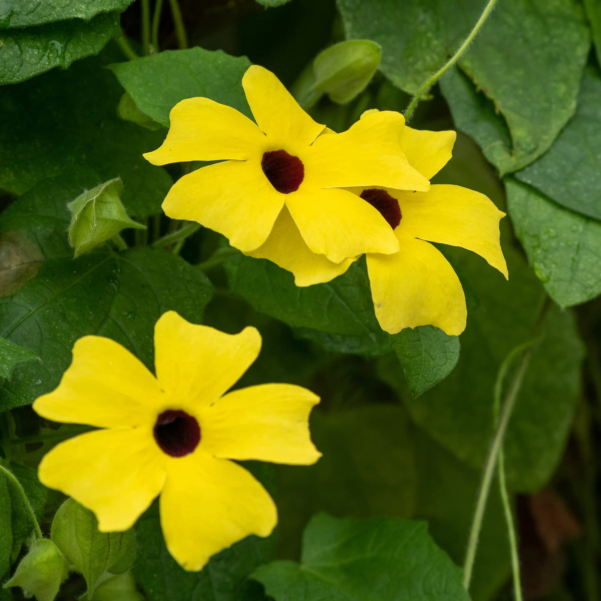 Park Seed Black-Eyed Susan Vine in a container spilling color.