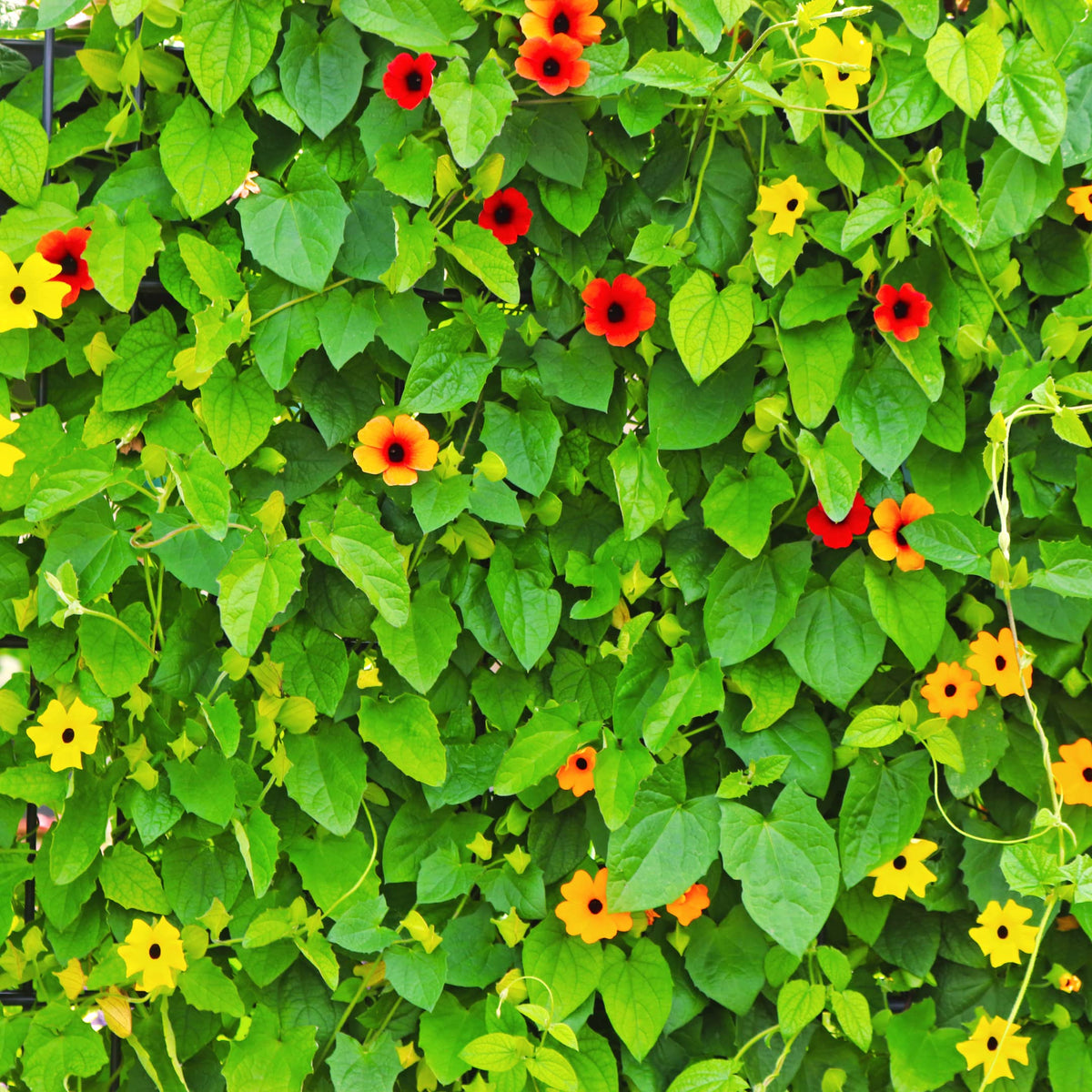 Park Seed Black-Eyed Susan Vine lush foliage enhances garden texture.