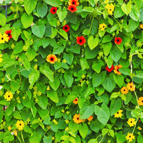 Park Seed Black-Eyed Susan Vine lush foliage enhances garden texture.