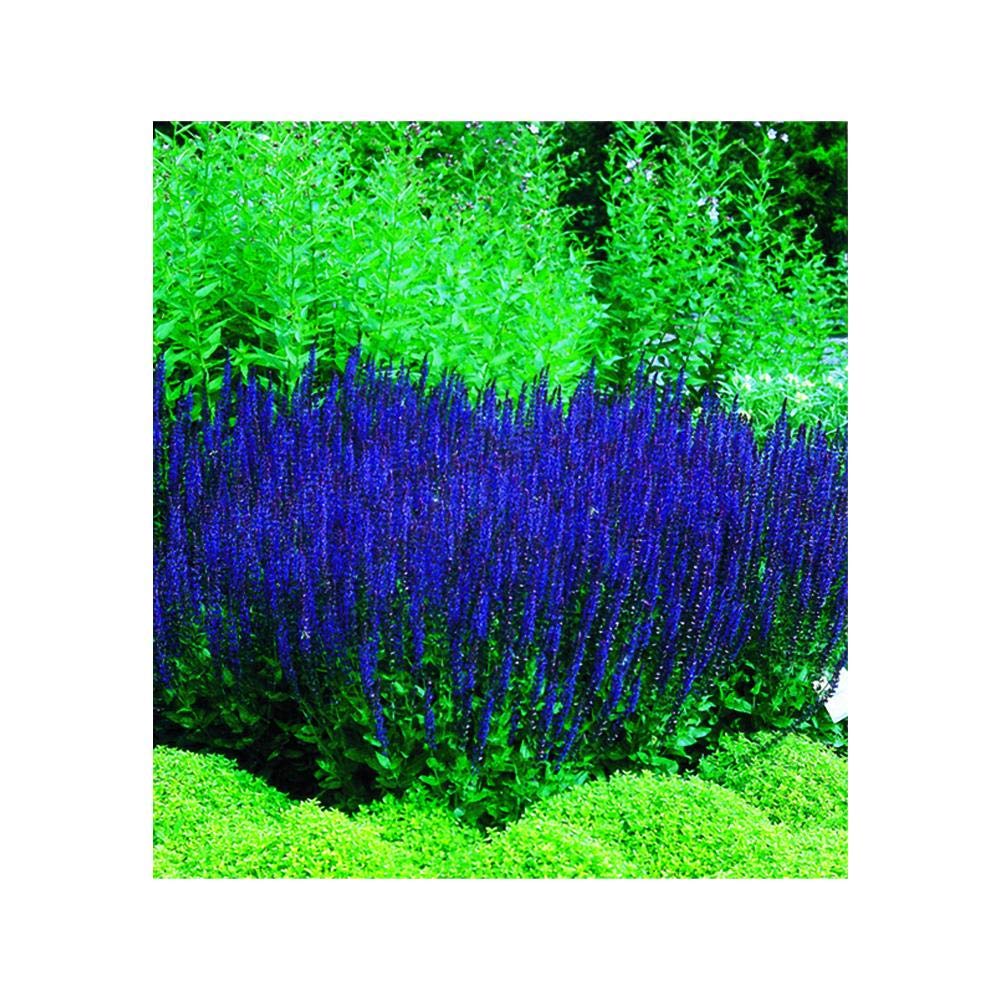 Park Seed Blue Queen Salvia seeds with vibrant blue bloom spikes for borders.
