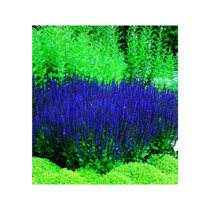 Park Seed Blue Queen Salvia seeds with vibrant blue bloom spikes for borders.