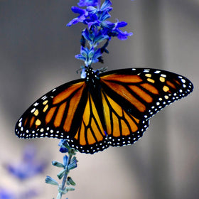 Park Seed Blue Queen Salvia seeds drought-tolerant for sunny, low-water gardens.