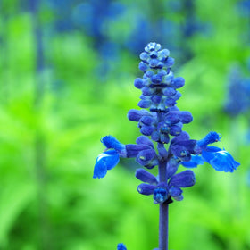 Park Seed Blue Queen Salvia seeds show 12-inch compact plant form for containers.