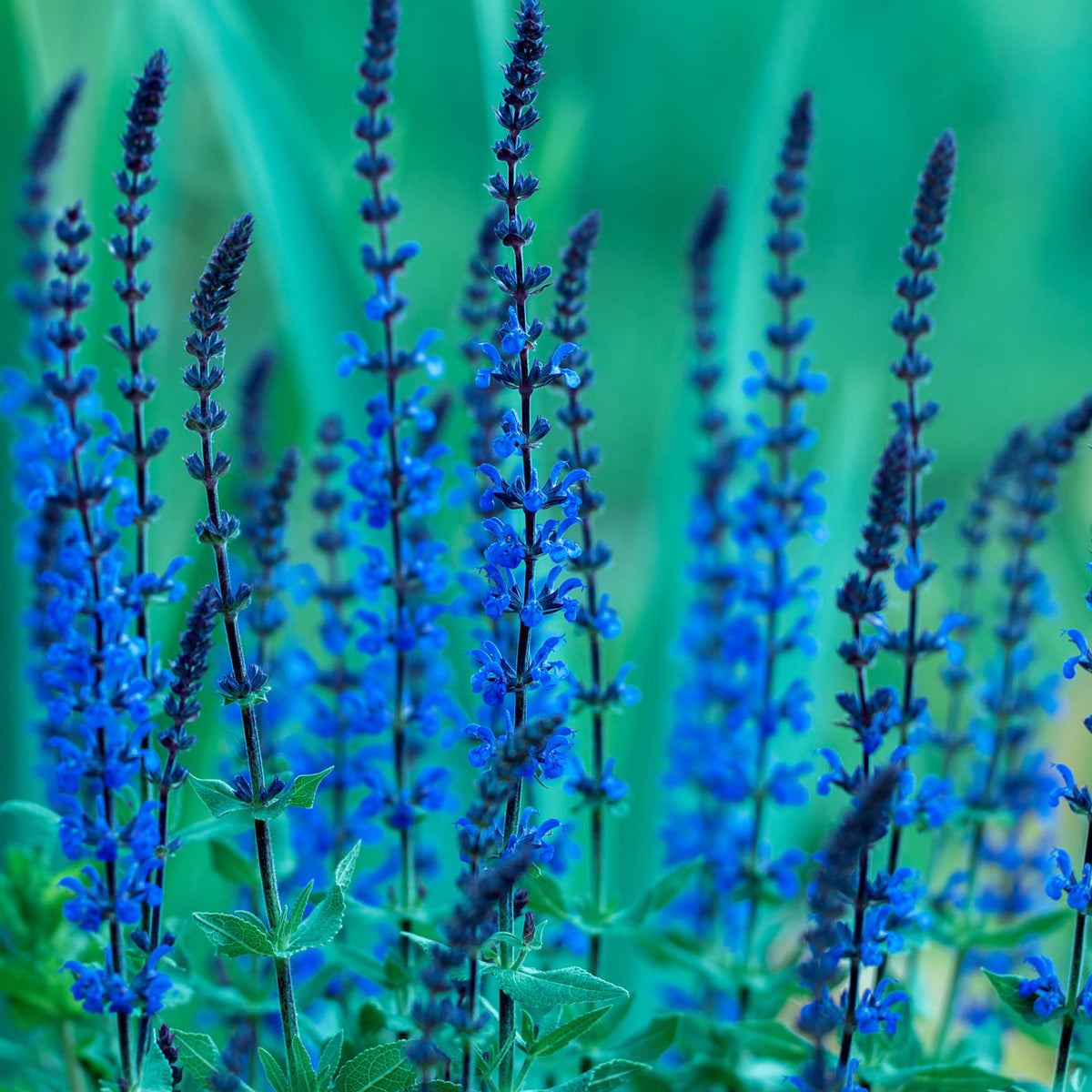 Park Seed Blue Queen Salvia seeds attracting pollinators like bees and butterflies.