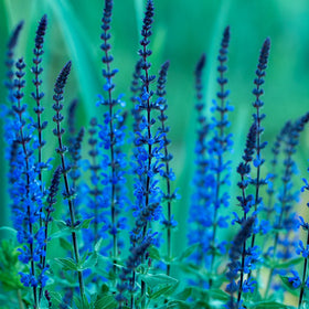 Park Seed Blue Queen Salvia seeds attracting pollinators like bees and butterflies.
