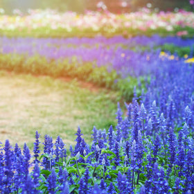 Park Seed Blue Queen Salvia seeds with repeat blooming habit through the season.