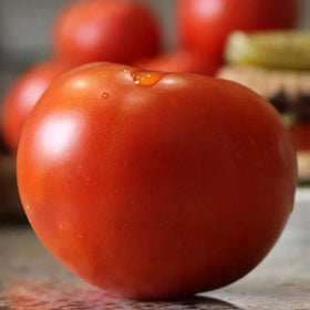 Park Seed Celebrity Plus tomato fruit close-up, vibrant red and juicy, great for fresh salads