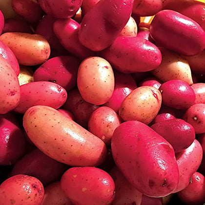 Park Seed Clancy F1 pelleted potato seeds offer disease-conscious propagation and flavorful harvest.
