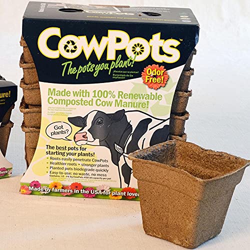 Park Seed CowPots 4-inch tall square seedling pot supports healthy root growth.