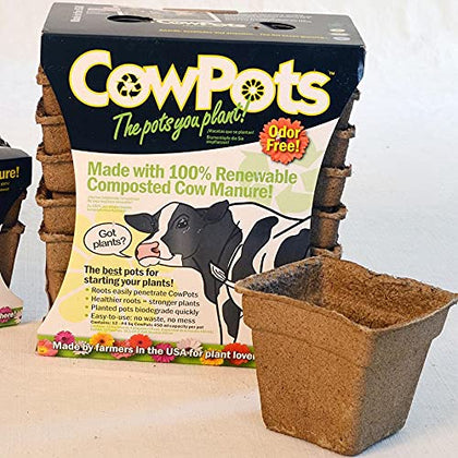 Park Seed CowPots 4-inch tall square seedling pot supports healthy root growth.