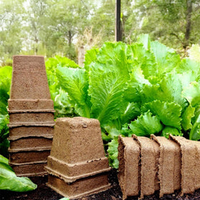 Park Seed CowPots biodegrading in soil after planting for eco-friendly gardening.