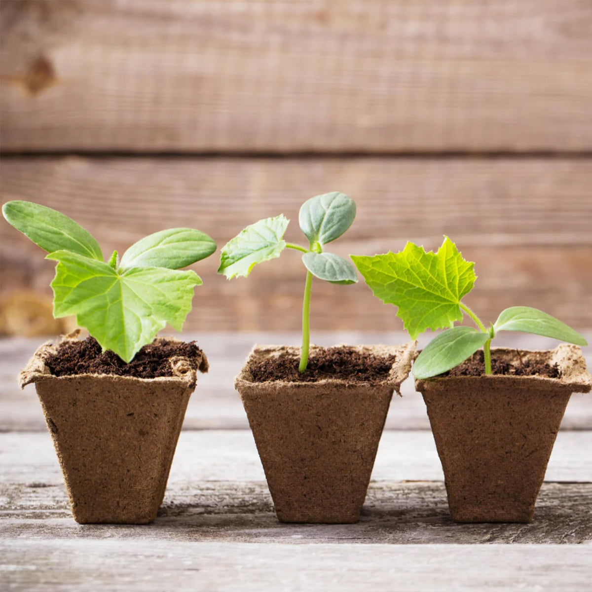 Park Seed CowPots odor-free pots ensure clean, weed-seed-free starts.