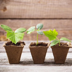 Park Seed CowPots odor-free pots ensure clean, weed-seed-free starts.