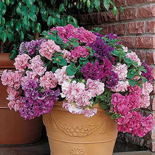 Park Seed Double Cascade Petunia blooms: dramatic 4-6 inch flowers for hanging baskets.