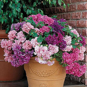 Park Seed Double Cascade Petunia blooms: dramatic 4-6 inch flowers for hanging baskets.