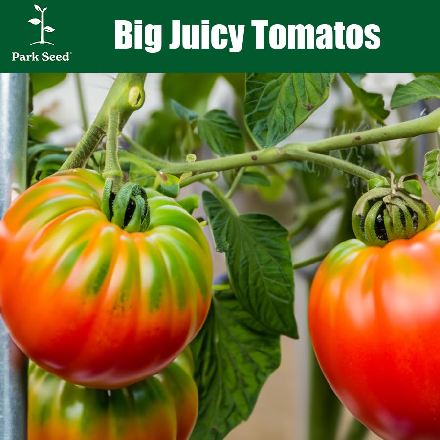 Park Seed Early Girl ripe tomatoes ready to harvest.