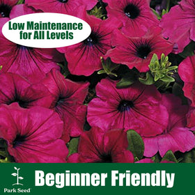 Park Seed Evening Scentsation petunia butterfly-magnet blooms attract pollinators in gardens