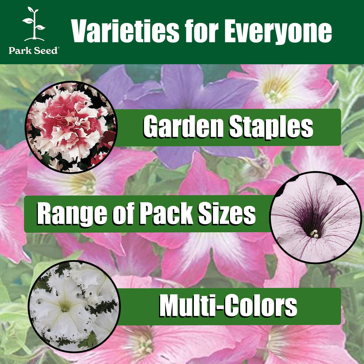 Park Seed Evening Scentsation petunia ideal for containers and beds