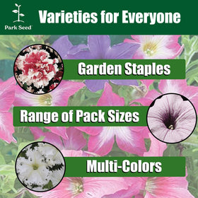 Park Seed Evening Scentsation petunia ideal for containers and beds