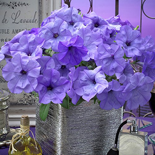 Park Seed Evening Scentsation petunia indigo bloom adds color and fragrance to patios