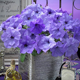 Park Seed Evening Scentsation petunia indigo bloom adds color and fragrance to patios