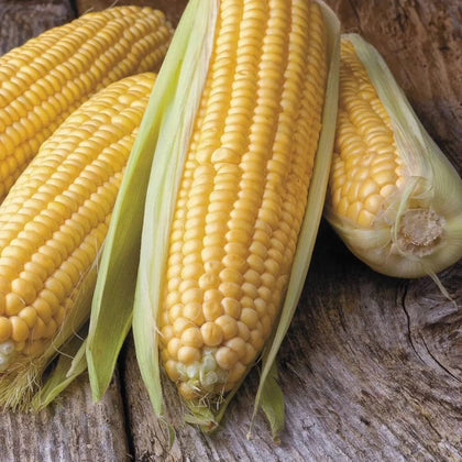 Park Seed Honey Select Triplesweet ear close-up with crisp long kernels ideal for boiling