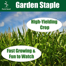 Park Seed Honey Select Triplesweet harvest-ready cob on sturdy stalk