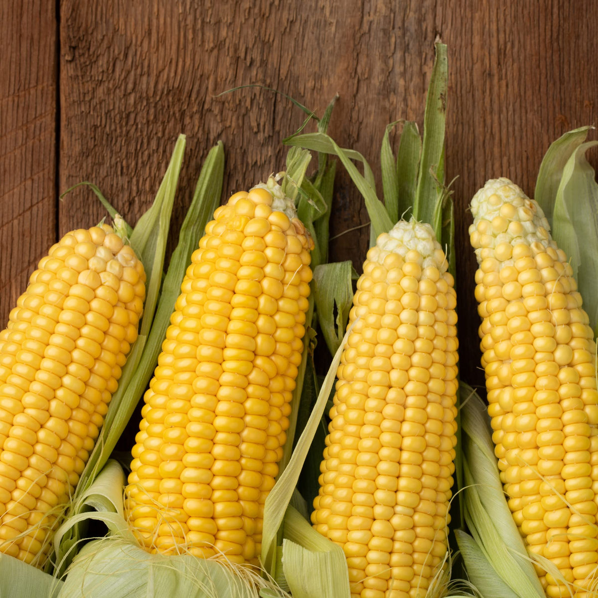 Park Seed Honey Select Triplesweet kernels close-up, perfect for fresh-eating corn