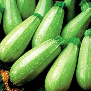 Park Seed Magda hybrid squash seeds show creamy green fruit ideal for grilling