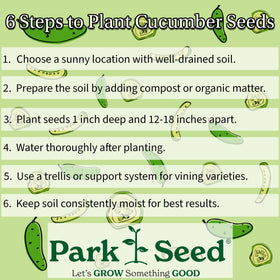 Park Seed Parisian Gherkin cucumber vines supported by cage or trellis for straight fruit