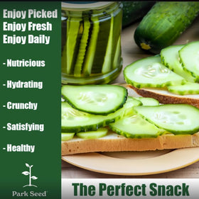 Park Seed Parisian Gherkin harvested at 2–4 inches for crisp pickling