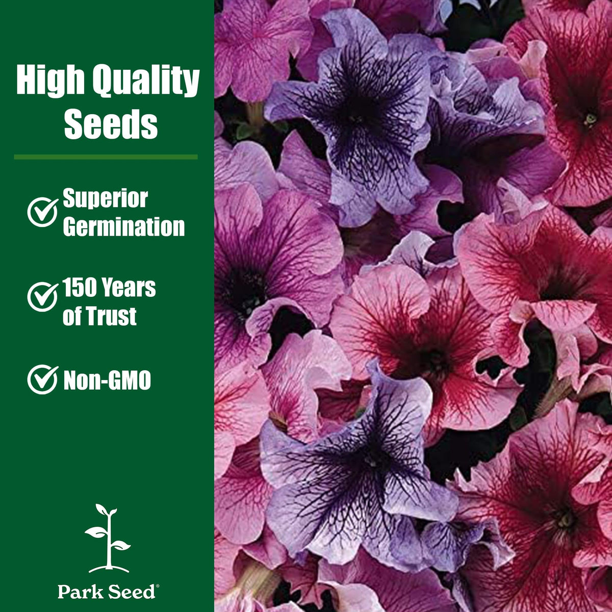 Park Seed color mix petunias showcase five complementary hues for bold borders.