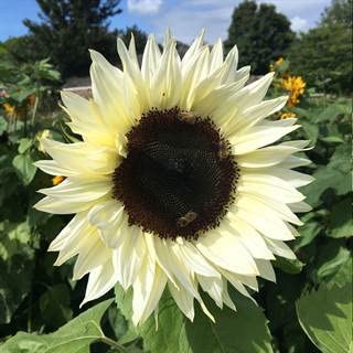 Park Seed ProCut White Nite Sunflower with creamy petals and a dark center for elegant bouquets.