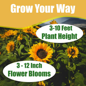 Park Seed ProCut White Nite Sunflower easy direct sowing tips for spring germination.